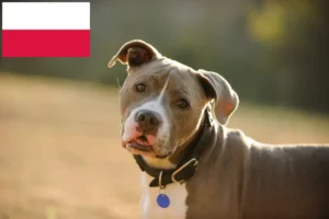 Mehr über den Artikel erfahren American Pit Bull Terrier Züchter und Welpen in Polen