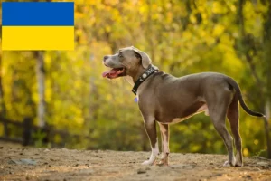 Mehr über den Artikel erfahren American Pit Bull Terrier Züchter und Welpen in der Ukraine