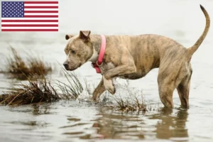 Mehr über den Artikel erfahren American Pit Bull Terrier Züchter und Welpen in den USA