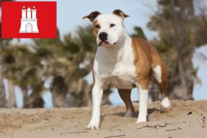 Mehr über den Artikel erfahren American Staffordshire Terrier Züchter und Welpen in Hamburg