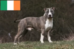 Mehr über den Artikel erfahren American Staffordshire Terrier Züchter und Welpen in Irland