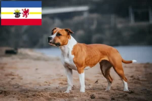 Mehr über den Artikel erfahren American Staffordshire Terrier Züchter und Welpen in Mecklenburg-Vorpommern