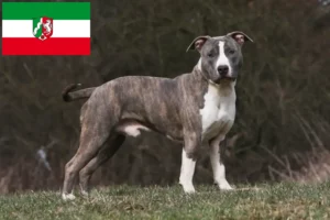 Mehr über den Artikel erfahren American Staffordshire Terrier Züchter und Welpen in Nordrhein-Westfalen