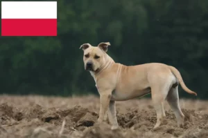 Mehr über den Artikel erfahren American Staffordshire Terrier Züchter und Welpen in Polen