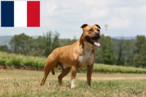 Mehr über den Artikel erfahren American Staffordshire Terrier Züchter und Welpen auf Réunion