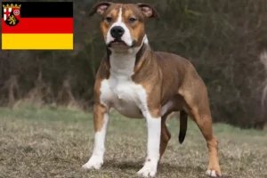 Mehr über den Artikel erfahren American Staffordshire Terrier Züchter und Welpen in Rheinland-Pfalz
