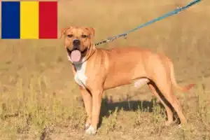 Mehr über den Artikel erfahren American Staffordshire Terrier Züchter und Welpen in Rumänien