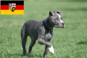 Mehr über den Artikel erfahren American Staffordshire Terrier Züchter und Welpen im Saarland