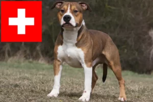 Mehr über den Artikel erfahren American Staffordshire Terrier Züchter und Welpen in der Schweiz