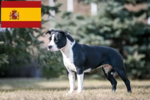 Mehr über den Artikel erfahren American Staffordshire Terrier Züchter und Welpen in Spanien