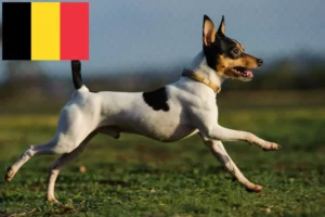 Mehr über den Artikel erfahren American Toy Terrier Züchter und Welpen in Belgien