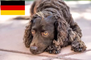 Mehr über den Artikel erfahren American Water Spaniel Züchter und Welpen in Deutschland