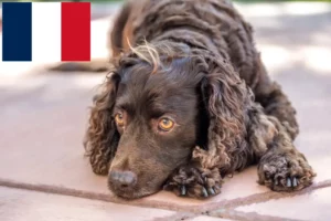 Mehr über den Artikel erfahren American Water Spaniel Züchter und Welpen in Frankreich