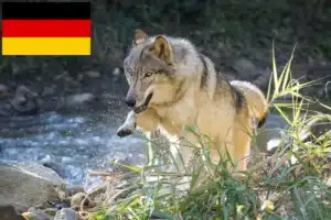 Mehr über den Artikel erfahren Amerikanischer Wolfshund Züchter und Welpen in Deutschland