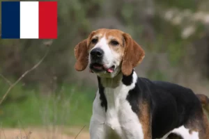 Mehr über den Artikel erfahren Anglo-Français de Petite Vénerie Züchter und Welpen in Frankreich