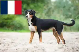 Mehr über den Artikel erfahren Appenzeller Sennenhund Züchter und Welpen in Frankreich