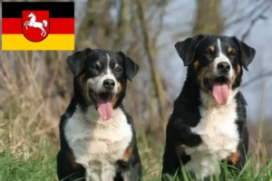 Mehr über den Artikel erfahren Appenzeller Sennenhund Züchter und Welpen in Niedersachsen