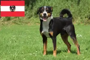 Mehr über den Artikel erfahren Appenzeller Sennenhund Züchter und Welpen in Österreich