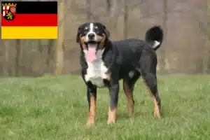 Mehr über den Artikel erfahren Appenzeller Sennenhund Züchter und Welpen in Rheinland-Pfalz