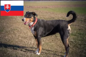 Mehr über den Artikel erfahren Appenzeller Sennenhund Züchter und Welpen in der Slowakei