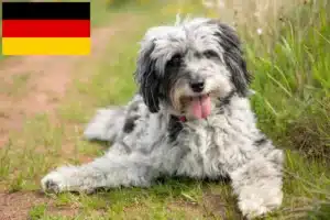 Mehr über den Artikel erfahren Aussiedoodle Züchter und Welpen in Deutschland