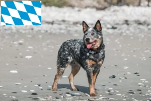 Mehr über den Artikel erfahren Australian Cattle Dog Züchter und Welpen in Bayern