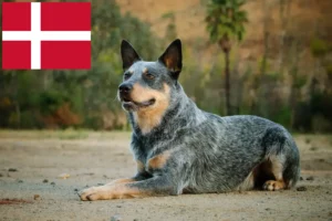 Mehr über den Artikel erfahren Australian Cattle Dog Züchter und Welpen in Dänemark