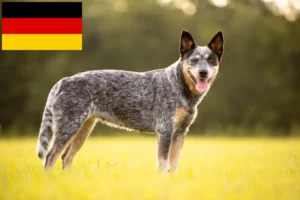 Mehr über den Artikel erfahren Australian Cattle Dog Züchter und Welpen in Deutschland