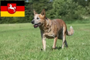 Mehr über den Artikel erfahren Australian Cattle Dog Züchter und Welpen in Niedersachsen