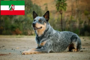 Mehr über den Artikel erfahren Australian Cattle Dog Züchter und Welpen in Nordrhein-Westfalen