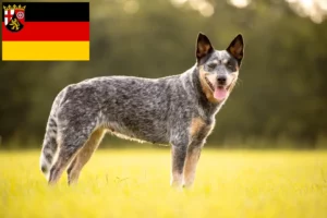 Mehr über den Artikel erfahren Australian Cattle Dog Züchter und Welpen in Rheinland-Pfalz