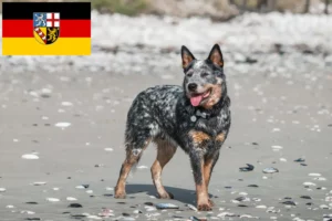 Mehr über den Artikel erfahren Australian Cattle Dog Züchter und Welpen im Saarland