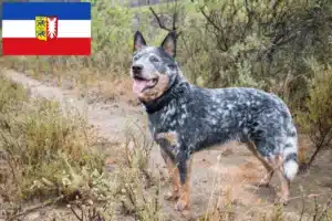 Mehr über den Artikel erfahren Australian Cattle Dog Züchter und Welpen in Schleswig-Holstein