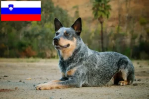 Mehr über den Artikel erfahren Australian Cattle Dog Züchter und Welpen in Slowenien