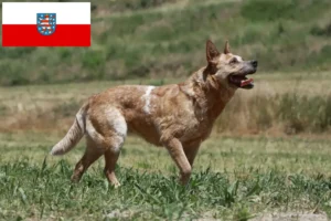 Mehr über den Artikel erfahren Australian Cattle Dog Züchter und Welpen in Thüringen