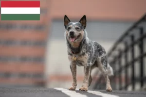 Mehr über den Artikel erfahren Australian Cattle Dog Züchter und Welpen in Ungarn