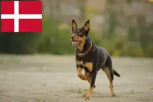 Mehr über den Artikel erfahren Australian Kelpie Züchter und Welpen in Dänemark