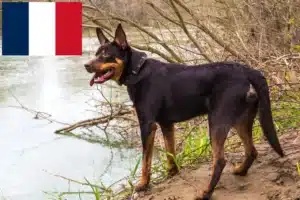 Mehr über den Artikel erfahren Australian Kelpie Züchter und Welpen in Frankreich