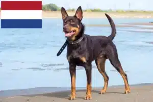 Mehr über den Artikel erfahren Australian Kelpie Züchter und Welpen in den Niederlanden