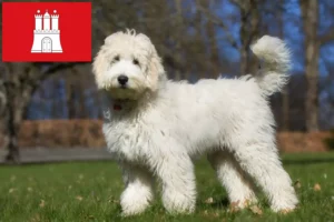 Mehr über den Artikel erfahren Australian Labradoodle Züchter und Welpen in Hamburg