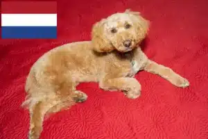 Mehr über den Artikel erfahren Australian Labradoodle Züchter und Welpen in den Niederlanden