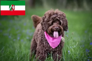 Mehr über den Artikel erfahren Australian Labradoodle Züchter und Welpen in Nordrhein-Westfalen