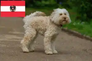 Mehr über den Artikel erfahren Australian Labradoodle Züchter und Welpen in Österreich