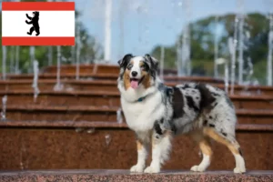 Mehr über den Artikel erfahren Australian Shepherd Züchter und Welpen in Berlin