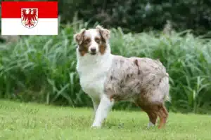 Mehr über den Artikel erfahren Australian Shepherd Züchter und Welpen in Brandenburg