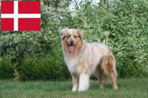 Mehr über den Artikel erfahren Australian Shepherd Züchter und Welpen in Dänemark