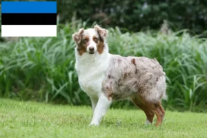 Mehr über den Artikel erfahren Australian Shepherd Züchter und Welpen in Estland