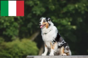 Mehr über den Artikel erfahren Australian Shepherd Züchter und Welpen in Italien