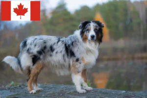 Mehr über den Artikel erfahren Australian Shepherd Züchter und Welpen in Kanada