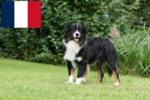 Mehr über den Artikel erfahren Australian Shepherd Züchter und Welpen auf Réunion